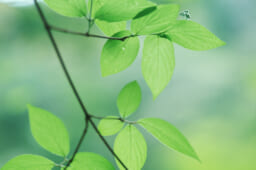 太陽光発電システムを糞害に遭わせないためにできる対策